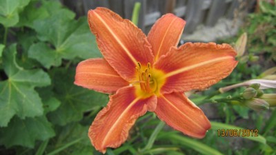 Taglilie-1 von Rainer.jpg