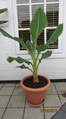 Musella lasiocarpa.jpg