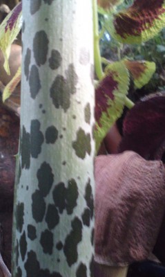 Typhonium venosum Blattstiel und Blütenrest.jpg