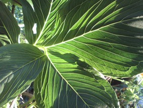 Typhonium venosum Blattspreite.jpg