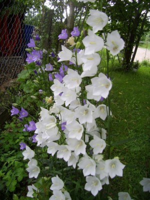 PIC_0009 (480x640).jpg