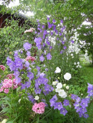 PIC_0002 (484x640).jpg