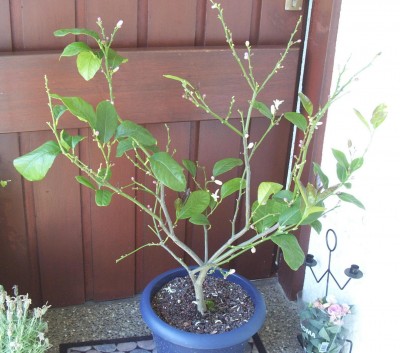2012-06-09 - Pflanzen 001b.JPG