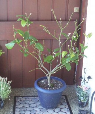 2012-06-09 - Pflanzen 002.jpg