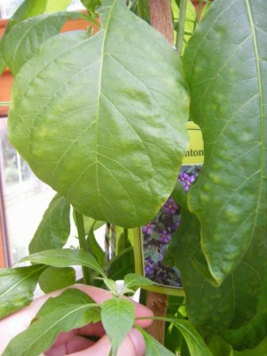 DSCF5686.JPG