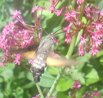 Taubenschwänzchen an Spornblume.jpg