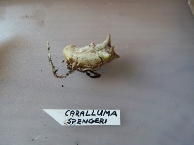 P1010279.JPG