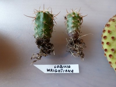 P1010275.JPG