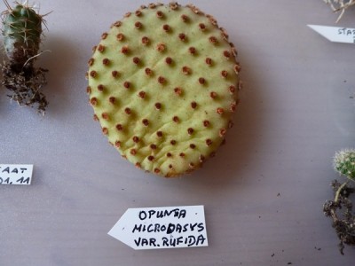 P1010274.JPG