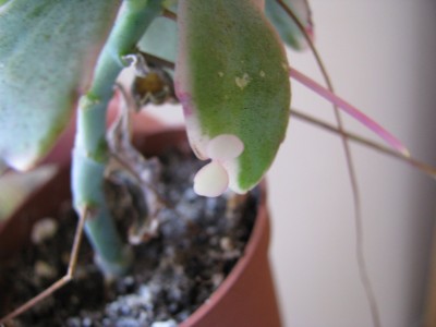 Kalanchoe fedtschenkoi variegata Kindel.jpg