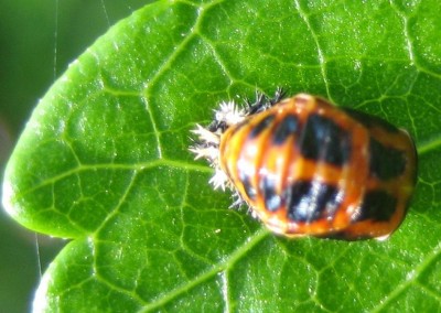Tiere 064.jpg