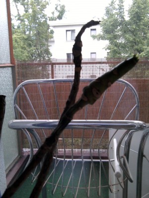 2012-06-14 20.27.16.jpg