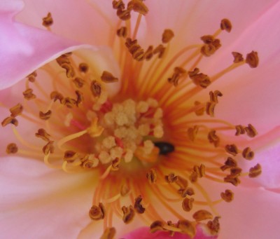 Blüten 244.jpg