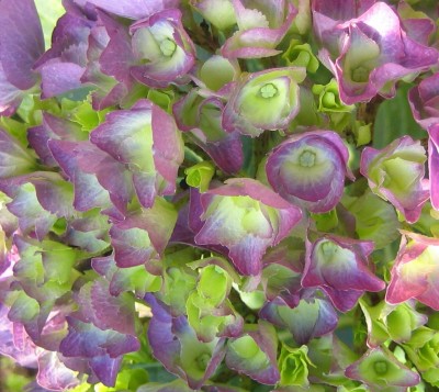 Blüten 237.jpg