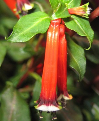 Blüten 248.jpg