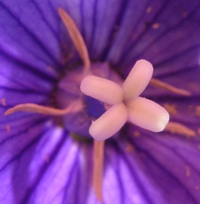 Blüten 241.jpg