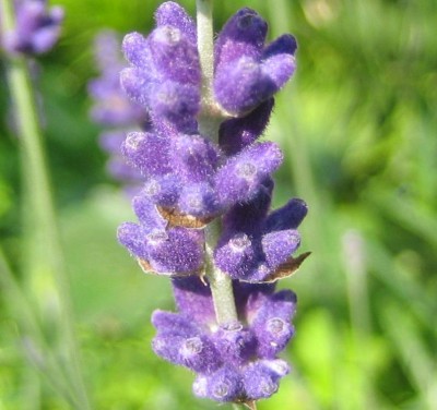 Blüten 229.jpg