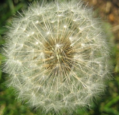 Blüten 228.jpg