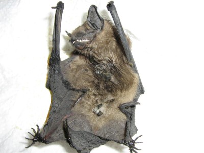 IMG_2714 Fledermaus.jpg