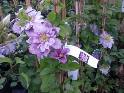 Clematis-bluehende-Schlingpflanze.jpg