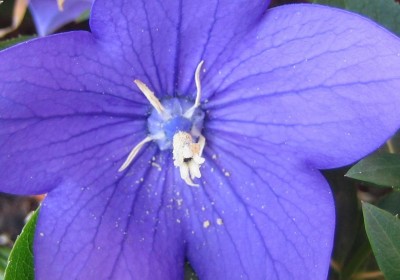 blaue Ballonblume.jpg