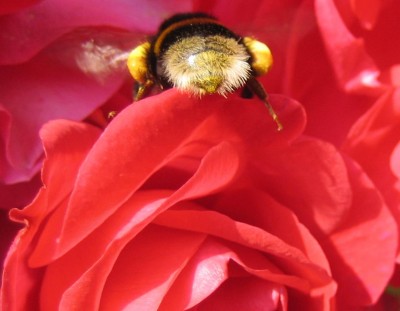 Tiere 085.jpg