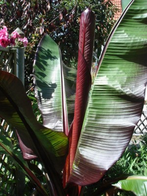 DSC06705.JPG