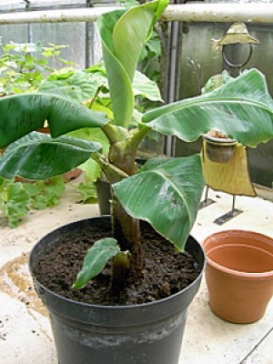 PICT0009-2.JPG
