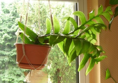 S. chrysocardium.JPG