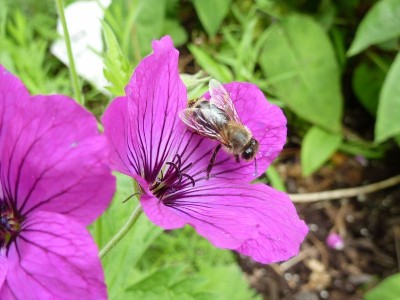 20120611 058 - Kopie (800x600).jpg