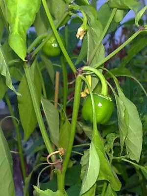 Miniature yellow.jpg