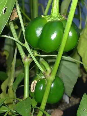 Miniatur chocolate.jpg