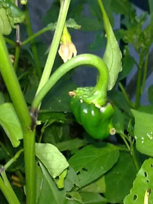 Habanero chocalate.jpg