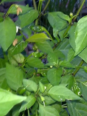 Cermine Peru - Früchte.jpg