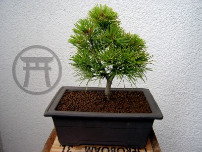 bonsai_03.jpg