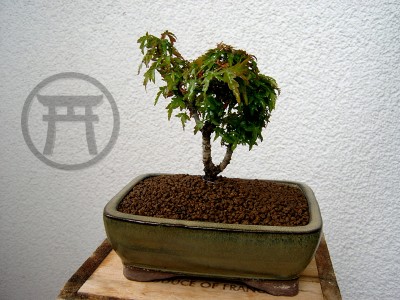 bonsai_05.jpg