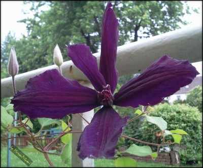Clematis.jpg