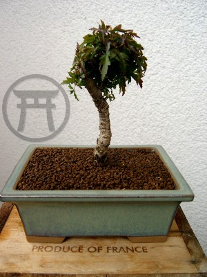 bonsai_02.jpg