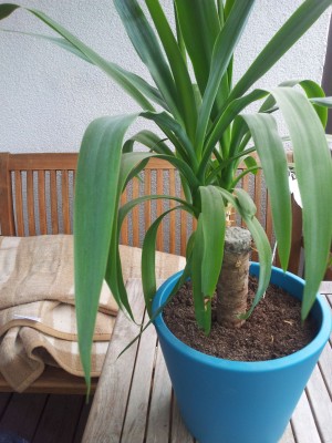 20120616_135542.jpg