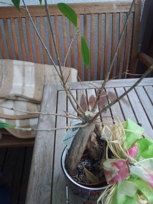 20120616_135902.jpg