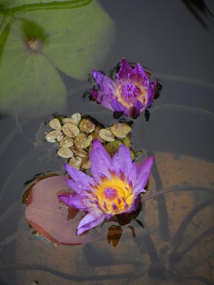 Seerose blau.JPG