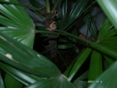 09060005f.JPG