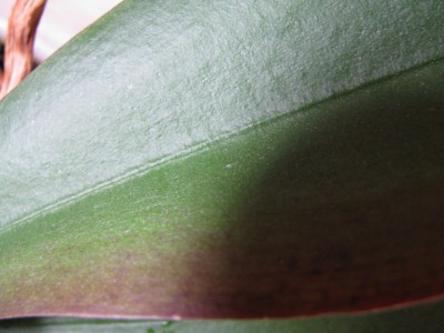 Orchi Gevieche Einzeltier.jpg