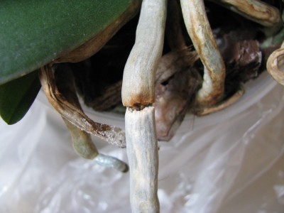 Orchi Wurzel und Gevieche.jpg