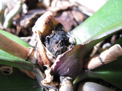 Orchi Herz andere Seite.jpg