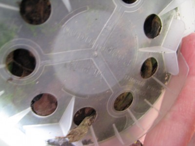 Orchi Topfunterseite.jpg