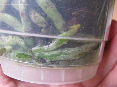 Orchi Wurzeln Topf.jpg