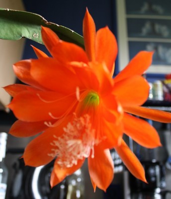 kalle6 16.06.12.jpg