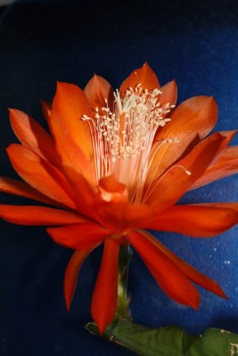 Kalle1 16.06.12.jpg