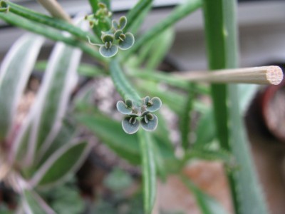 Kalanchoe tubiflora.jpg